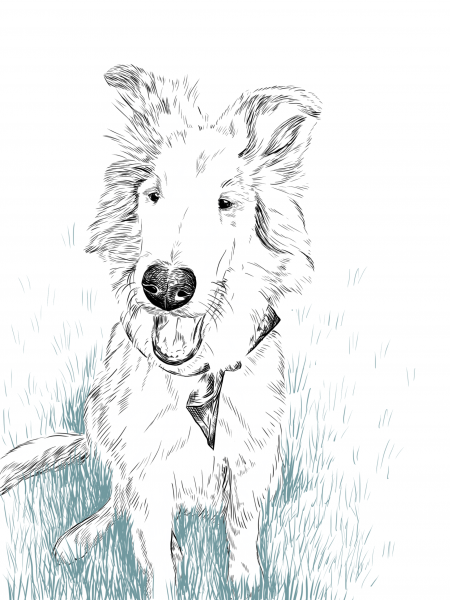 types of therapy dogs